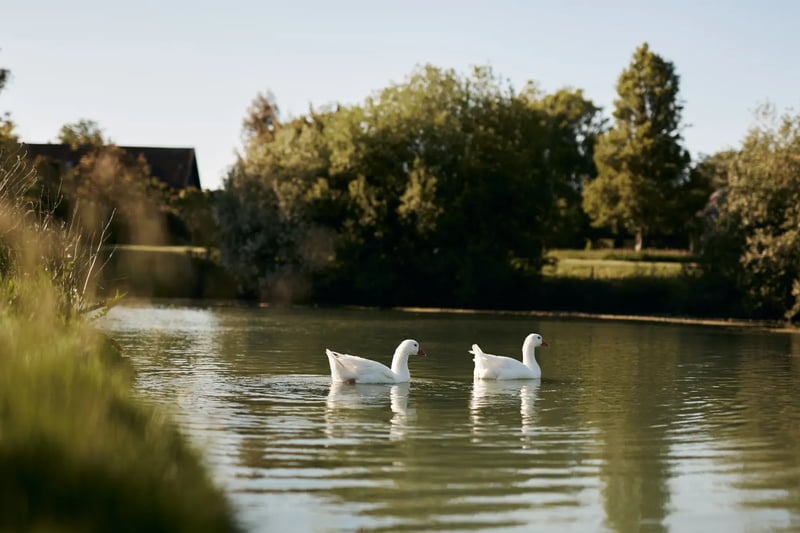 Swans gliding on the lake at High House